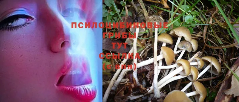 Псилоцибиновые грибы Psilocybe  Дагестанские Огни 